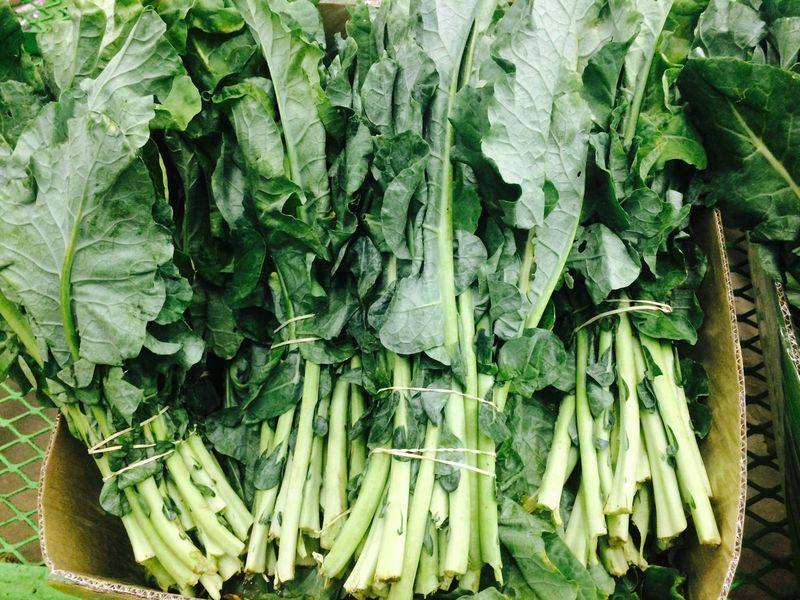 Fresh baby kailan (Chinese broccoli) bundles for wholesale supply