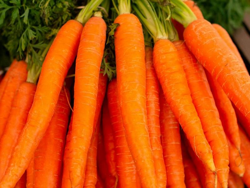 Fresh orange carrots for wholesale supply