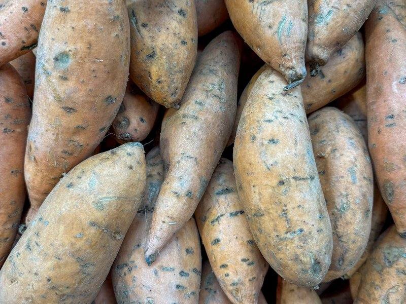 Pile of fresh cream-skinned sweet potatoes (ubi Cilembu) for wholesale supply