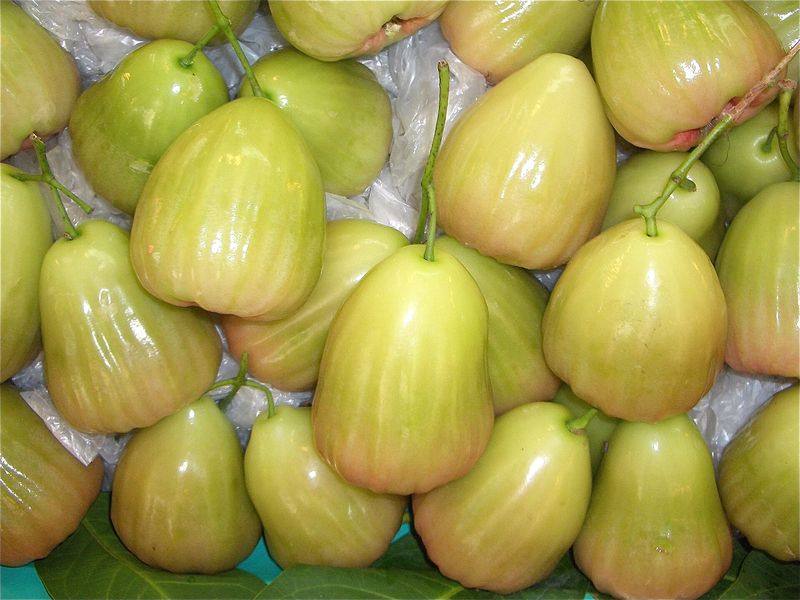 Fresh bell-shaped green wax apples (jambu air hijau) for wholesale supply