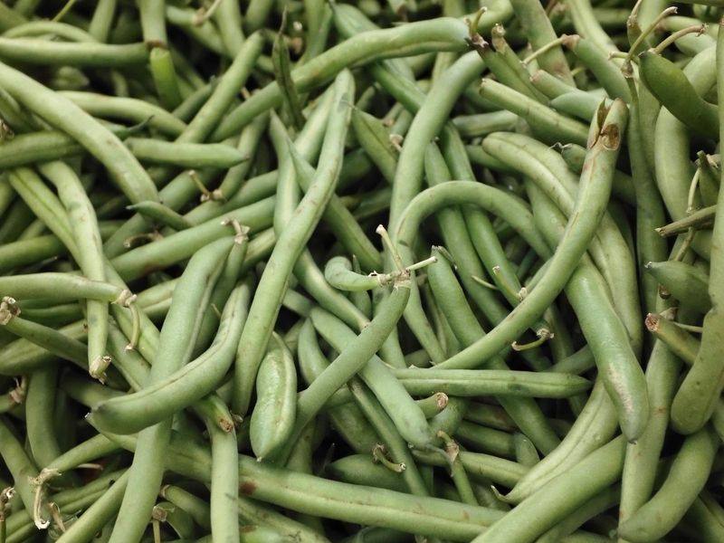 Fresh slim green Kenya beans for wholesale supply
