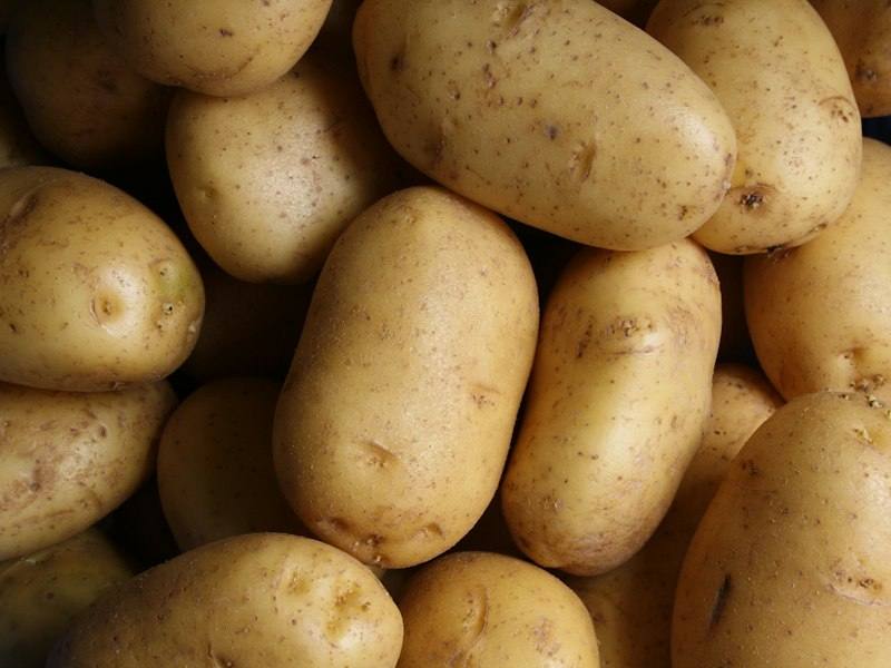Fresh potatoes for wholesale supply