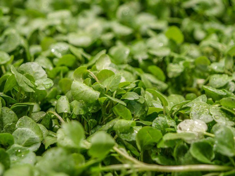 Fresh green watercress leaves for wholesale supply