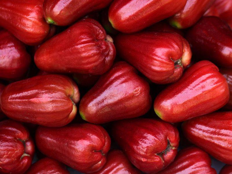 Fresh red bell-shaped wax apples (jambu air) for wholesale supply