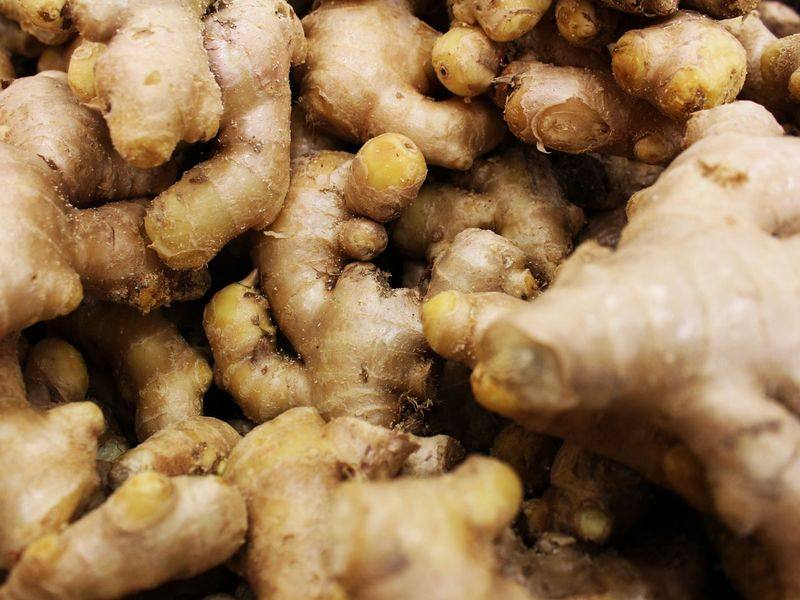 Fresh young ginger hands for wholesale supply